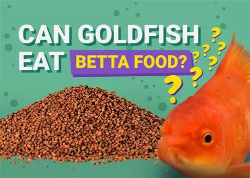 Може ли златната рибка да яде бета храна? Хранителни факти & Още