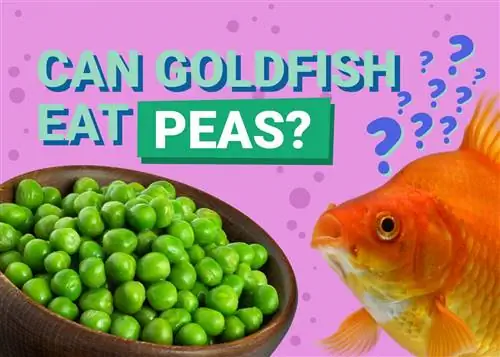 Il pesce rosso può mangiare i piselli? Cosa hai bisogno di sapere