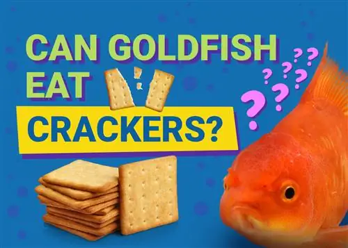 Ali zlata ribica lahko jedo krekerje? Zdravstvena tveganja & Alternative
