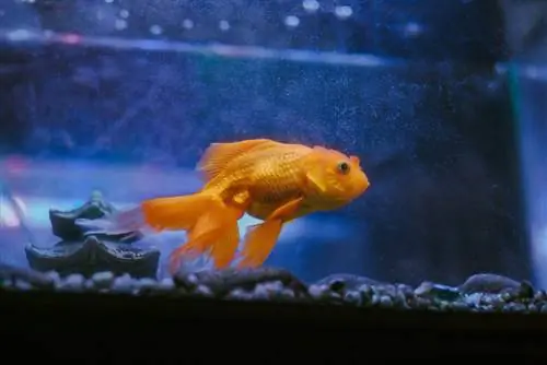 Dropsy zlatej rybky: Symptómy, liečba & Sprievodca prevenciou