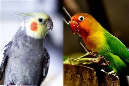 Pot să trăiască împreună într-o singură cușcă păsările de dragoste și calopsitele? Fapte aviare