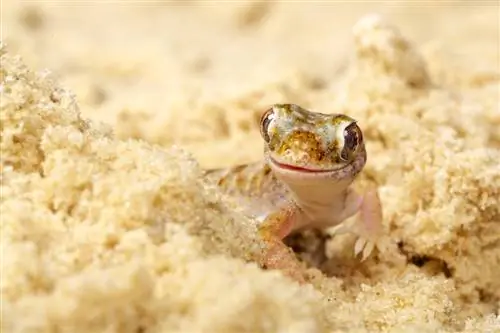 Namib Sand Gecko: Karta pielęgnacji, żywotność & Więcej (ze zdjęciami)
