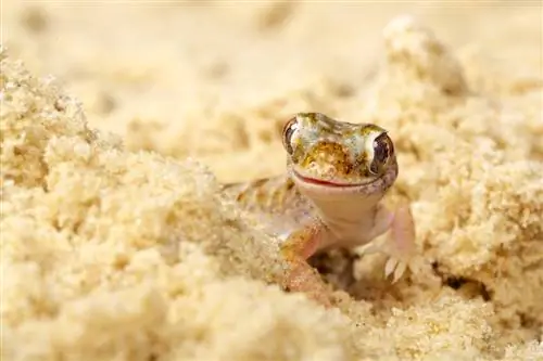 Namib Sand Gecko: List za njegu, životni vijek & Više (sa slikama)