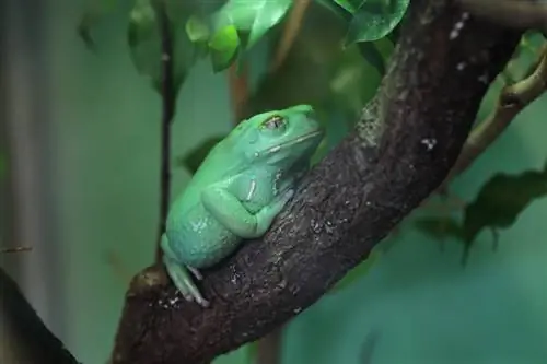Waxy Monkey Tree Frog: karta pielęgnacji, żywotność, zdjęcia & Więcej