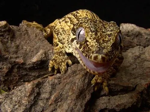 Gargoyle Gecko: Fakta, bilder, levetid, atferd & Pleieguide