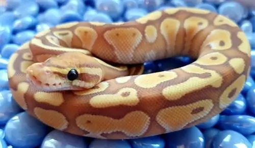 Coral Glow Ball Python Morph: činjenice, slike, izgled & Vodič za njegu