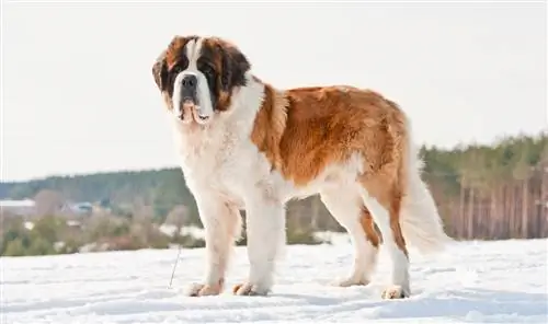 Saint Bernard Dog Breed Guide: Πληροφορίες, Εικόνες, Φροντίδα & Περισσότερα
