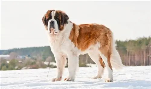 Saint Bernard Dog Breed Guide: Info, Pictures, Care & Ntau