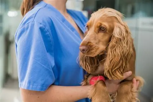 Kan jeg putte antibiotisk salve på en hund? Dyrlægegodkendte fakta & retningslinjer