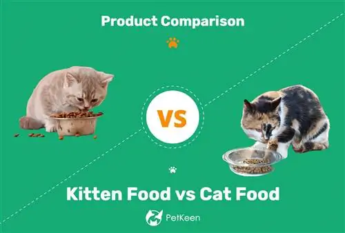 Kaķēnu barība un kaķu barība: galvenās atšķirības, plusi & mīnusi