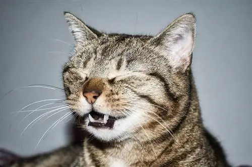 Wie man eine Katze zum Niesen bringt, um ihre Nase freizubekommen: 3 vom Tierarzt empfohlene Tipps