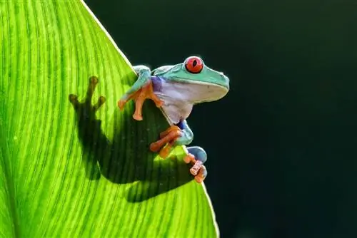 צפרדע עץ אדום עיניים: עובדות, תמונות, תוחלת חיים, התנהגות מדריך טיפול &