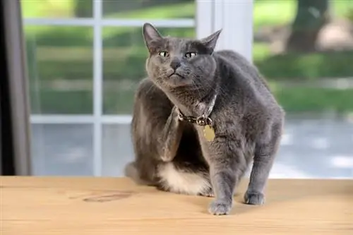 6 paprasti namų gynimo būdai, kaip atsikratyti blusų ant kačių