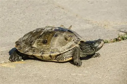 Mississippi Map Turtle: List péče, Obrázky, Nastavení nádrže, Dieta & Více