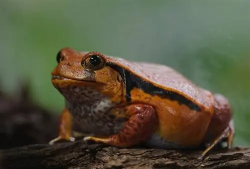 Tomato Frog: hoja de cuidados, esperanza de vida & Más (con imágenes)