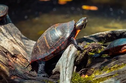 Co jedí želvy malované? Dieta & Fakta o zdraví