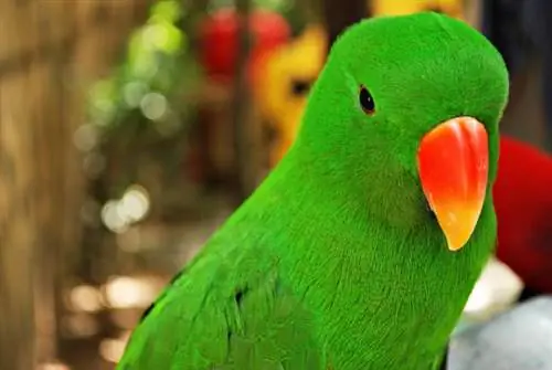 Eclectus Parrot-kosten: hoeveel kosten ze? 2023-update