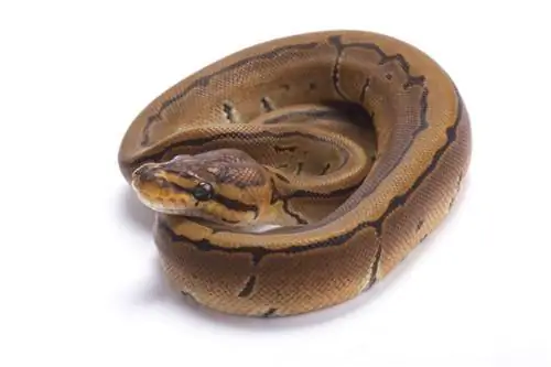 Pinstripe Ball Python Morph: činjenice, informacije & Vodič za njegu (sa slikama)