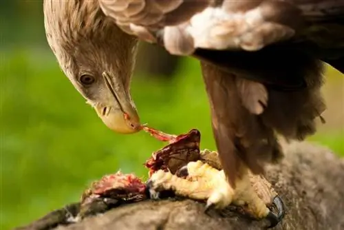 Mitä Hawks syö? Ruokavalio & Terveystietoa
