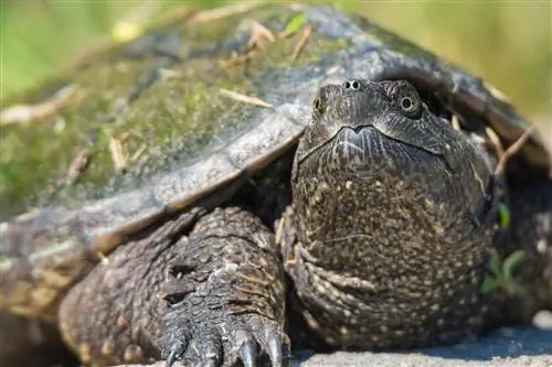 Zijn bijtschildpadden gevaarlijk? Wat u moet weten voordat u er een aanschaft