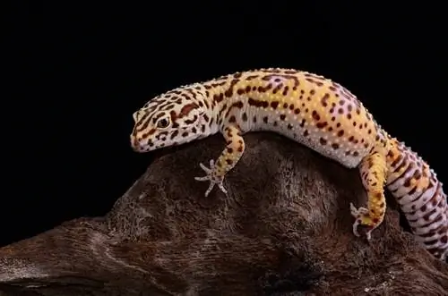 Albino Leopard Gecko: Info & Vodič za njegu za početnike (sa slikama)
