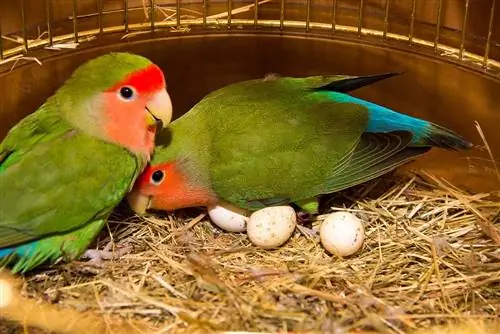 Min papegoja lade ett ägg: Komplett guide & FAQ (Uppdaterad 2023)