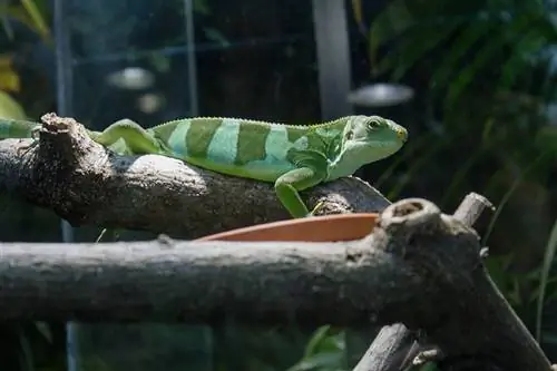 Fiji Banded Iguana: Daim Ntawv Kho Mob, Lifespan & Ntau (nrog duab)