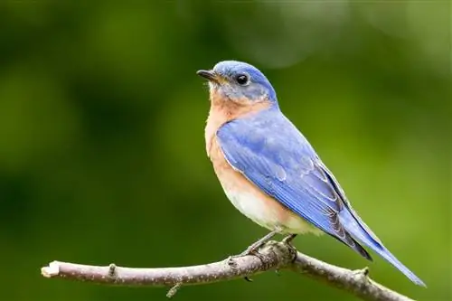 Gli uccellini azzurri sono ottimi animali da compagnia? Legalità, Etica & FAQ