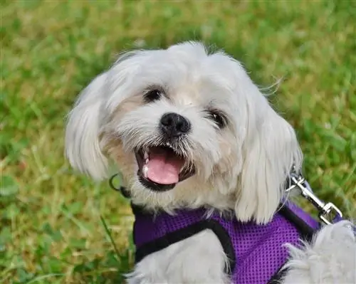מדריך לגזע כלבים מלטזי: מידע, תמונות, טיפול & עוד