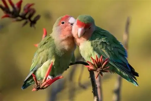 10 DIY-bederfies wat jou Lovebird sal liefhê (met prente)