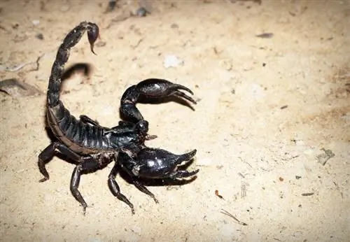 Emperor Scorpion: fatti, immagini, durata della vita, comportamento & Guida alla cura