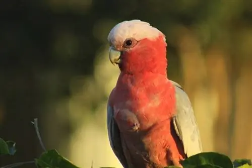 Galah (rožinė krūtinė) kakadu: asmenybė, nuotraukos, maistas & Priežiūros vadovas