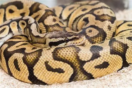 Firefly Ball Python Morph: Facts, Pictures, Appearance & Care Guide