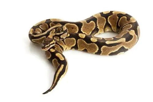 Сары құрсақ шары Python морфы: фактілер, суреттер, сыртқы түрі & күтім жөніндегі нұсқаулық