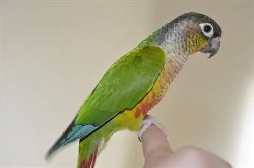 Combien coûte une conure à joues vertes ? (Guide des prix 2023)