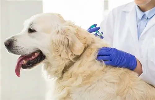 Da li su potrebne godišnje vakcine za pse? Činjenice odobrene od strane veterinara