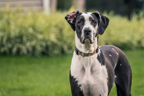 Hvilken størrelse kasse har en stor dansker brug for? Hold din hund komfortabel