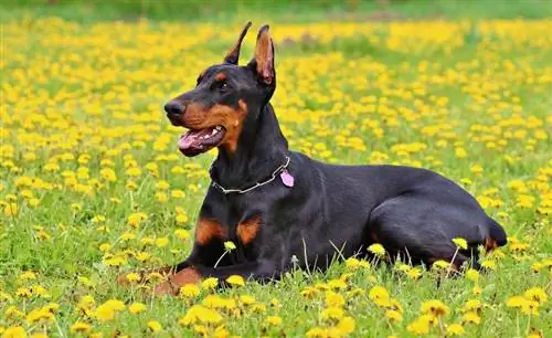 Τα Dobermans πονάνε περισσότερο από άλλα σκυλιά; Η ενδιαφέρουσα απάντηση