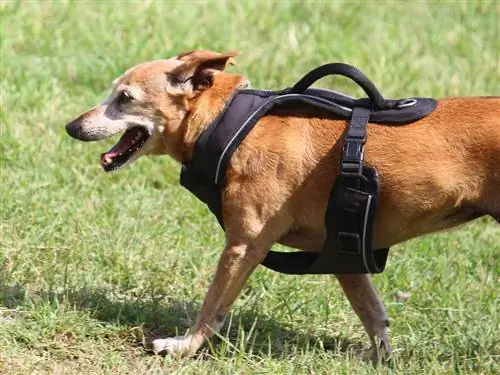 Hvordan skal en hundesele passe? Typer, ideel størrelse & Målespidser