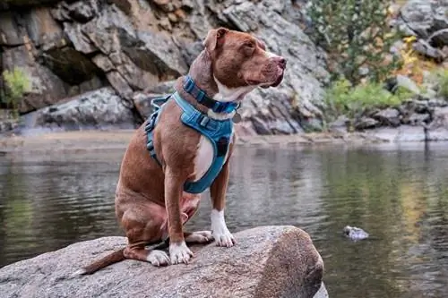 Cómo ponerse correctamente un arnés para perros: estándar, paso a paso & Clip frontal