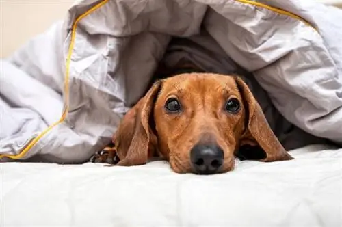 5 razones por las que los perros salchicha se esconden debajo de las mantas & Cuándo preocuparse