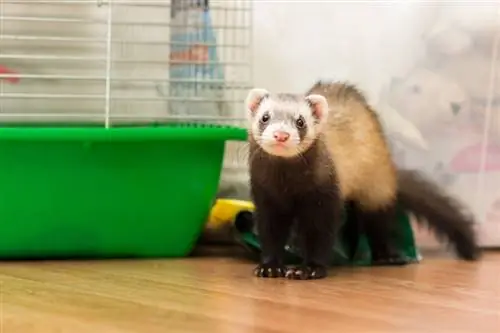 ፌሬቶች Cage ይፈልጋሉ? Ferret Housing Facts & FAQ