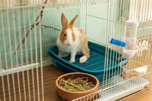 10 mejores jaulas para conejos de interior en 2023 – Reseñas & Las mejores selecciones