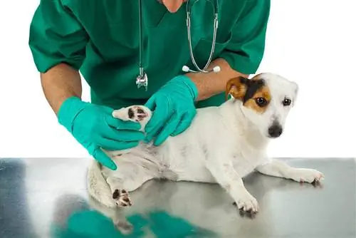 Els 10 millors olis de CBD per a gossos amb displàsia de maluc el 2023: ressenyes & millors opcions