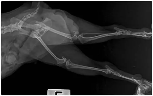 Deckt Pet Assure Röntgenaufnahmen, MRTs oder andere bildgebende Verfahren ab?