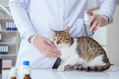 10 Melhores sprays calmantes para gatos em 2023 – Avaliações & Principais escolhas