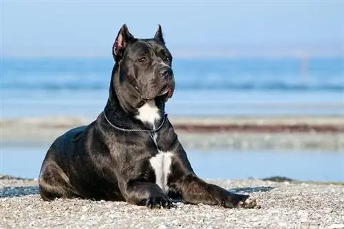 Cane Corso Lewensduur: Hoe lank leef hulle?