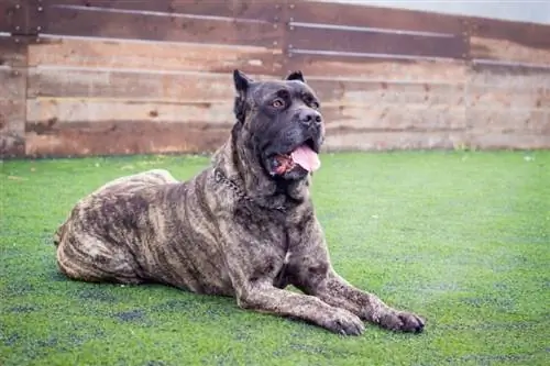 Cane Corso Honderas: Prente, inligting, Sorggids & Eienskappe