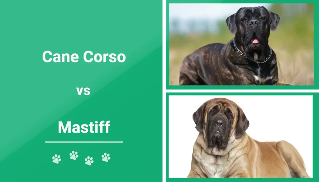 Cane Corso va Mastiff: farqlar (rasmlar bilan)