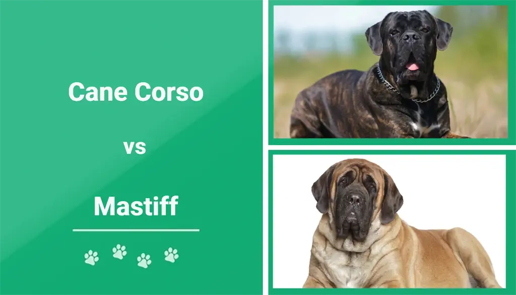 Cane Corso vs Mastiff: le differenze (con immagini)